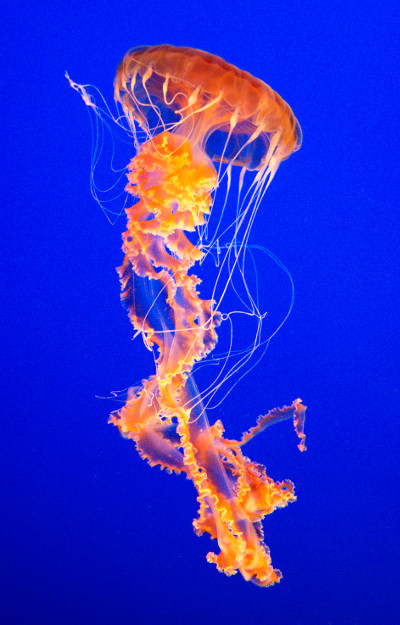 Jellyfish