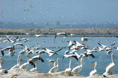 Pelicans