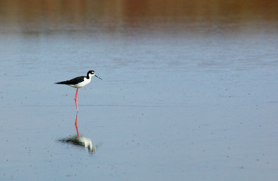 Black-Necked Stilt