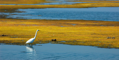 Egret