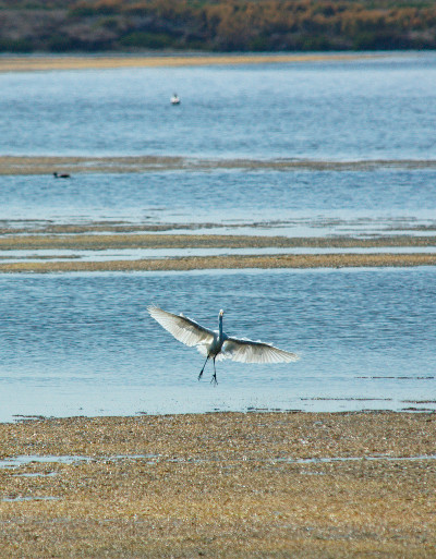 Egret Landing