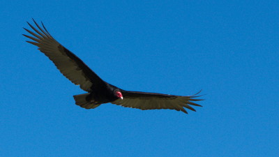 Turkey Vulture