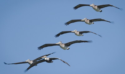 Pelicans