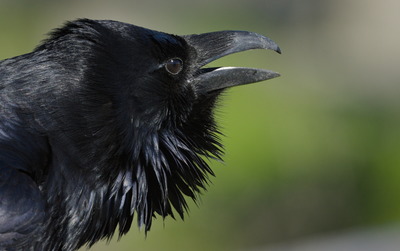 Corvid