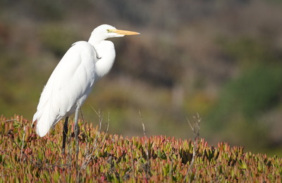 Egret