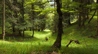 Stepbergalm Trail