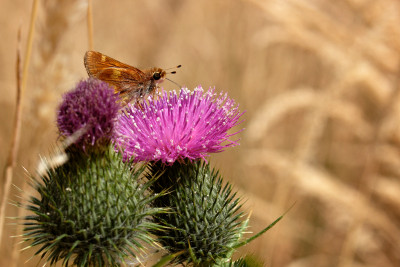 Cataract Falls Thistle