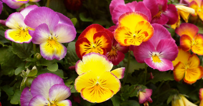 Pansies