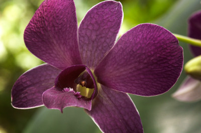 Phipps Orchid