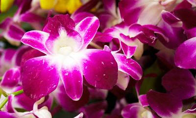 Hải Phòng Flower Market