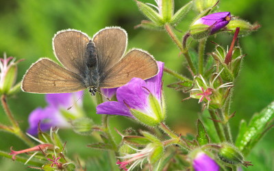 Butterfly on Passo Stelvio