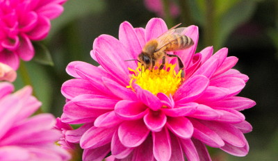 Honeybee