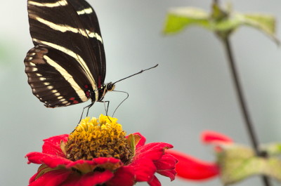 Black and Yellow Butterfly