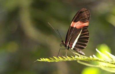 Academy Butterfly