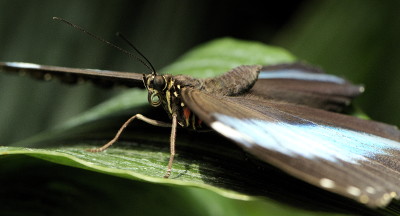 Blue Morpho