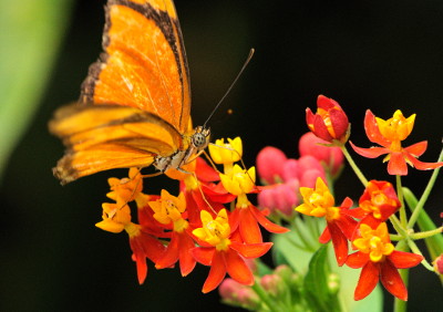 Schmetterling