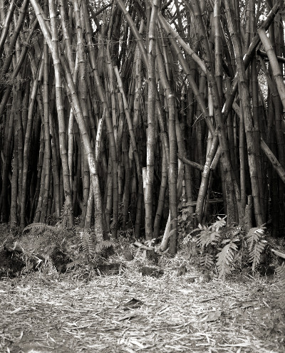 Bamboo