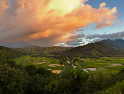 Hanalei Taro Fields, Fire