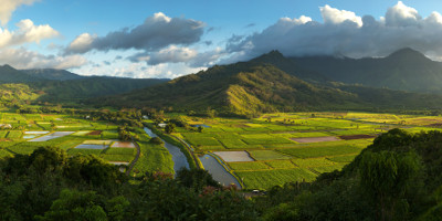 Hanalei Taro Fields