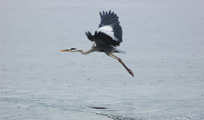 Hiroshima Heron