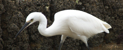 Miyajima Egret