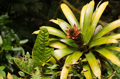 Bromeliad