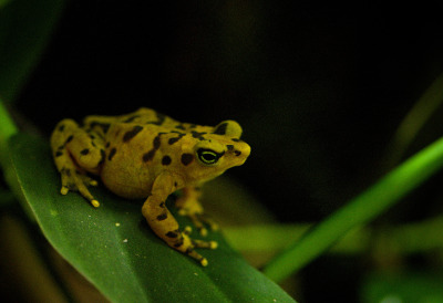 Panamanian Golden Frog