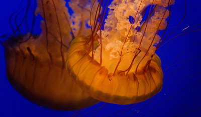 Jellyfish