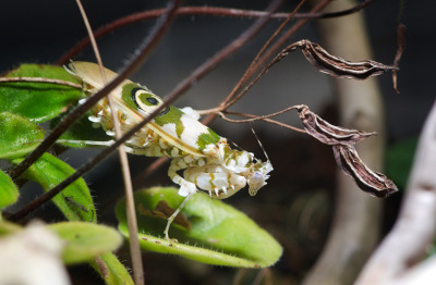 Spiny Flower Mantis