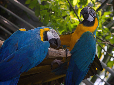 Macaw