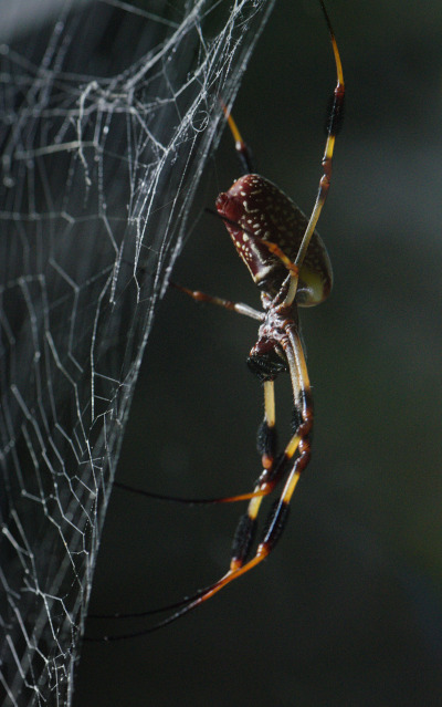 Banana Spider